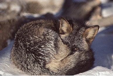 年货从不缺席！今年还是会有《使命召唤》游戏